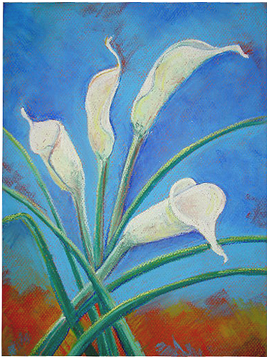 Calla Lilies